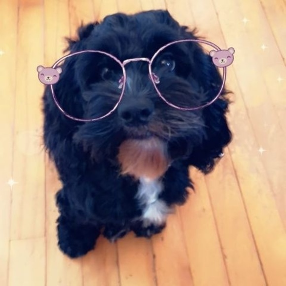 Meet your Posher, Brittony - Picture 1 of 1